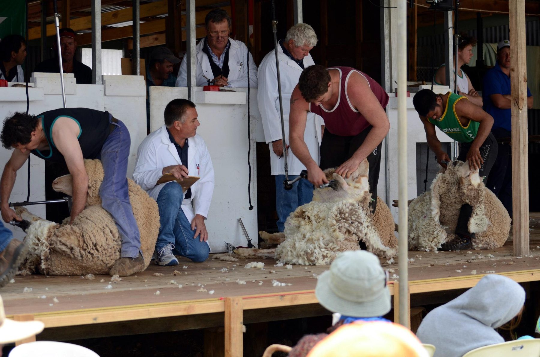 Shearing competition at the Burra Show